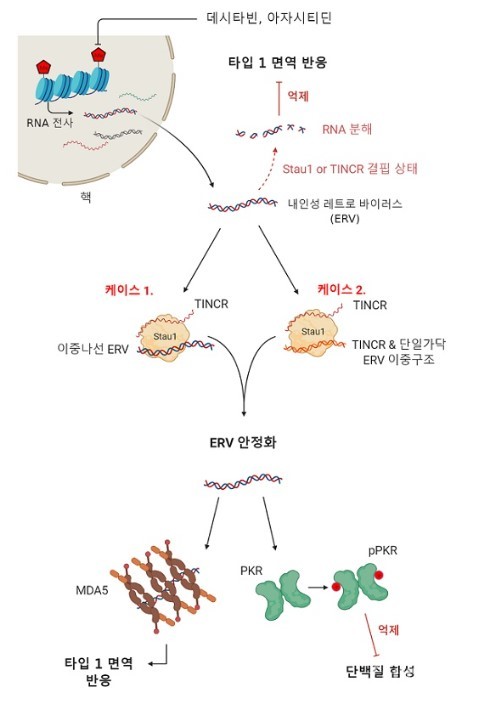 A schematic diagram of chemical anti-cancer therapy mechanism using DNA demethylated agent [Provided = KAIST] 