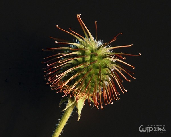 Seeds of a burdock [Photo provided = Wikipedia]   