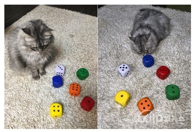 Figure 2. Pictures showing the sense of numbers observed in various animal behaviors [Data provided = KAIST]