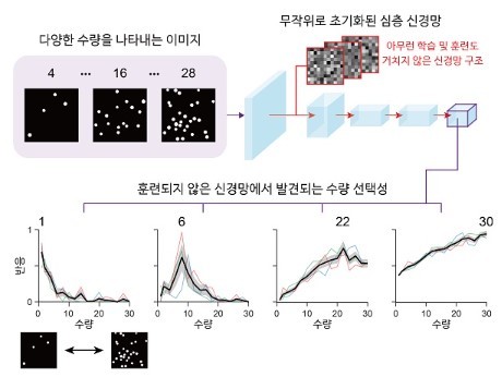 Figure 3. Quantity-selective neural network unit that generates spontaneously in a randomly initialized deep neural network [Data provided = KAIST]