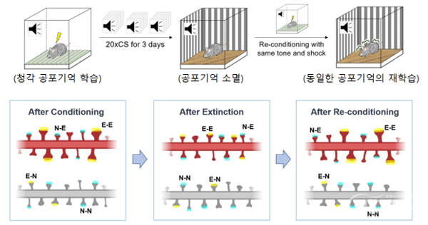 The structural change of memory storing synapse by the state of fear memory [Photo provided =MSIT]