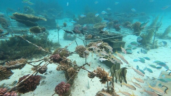 Transplanted coral at the restoration site (Image source: N. Nazurally EcoMode Society)  