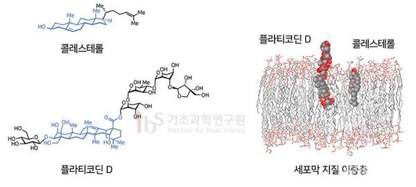 [Photo provided = IBS]